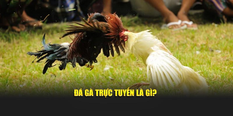 Đá gà trực tuyến là gì?